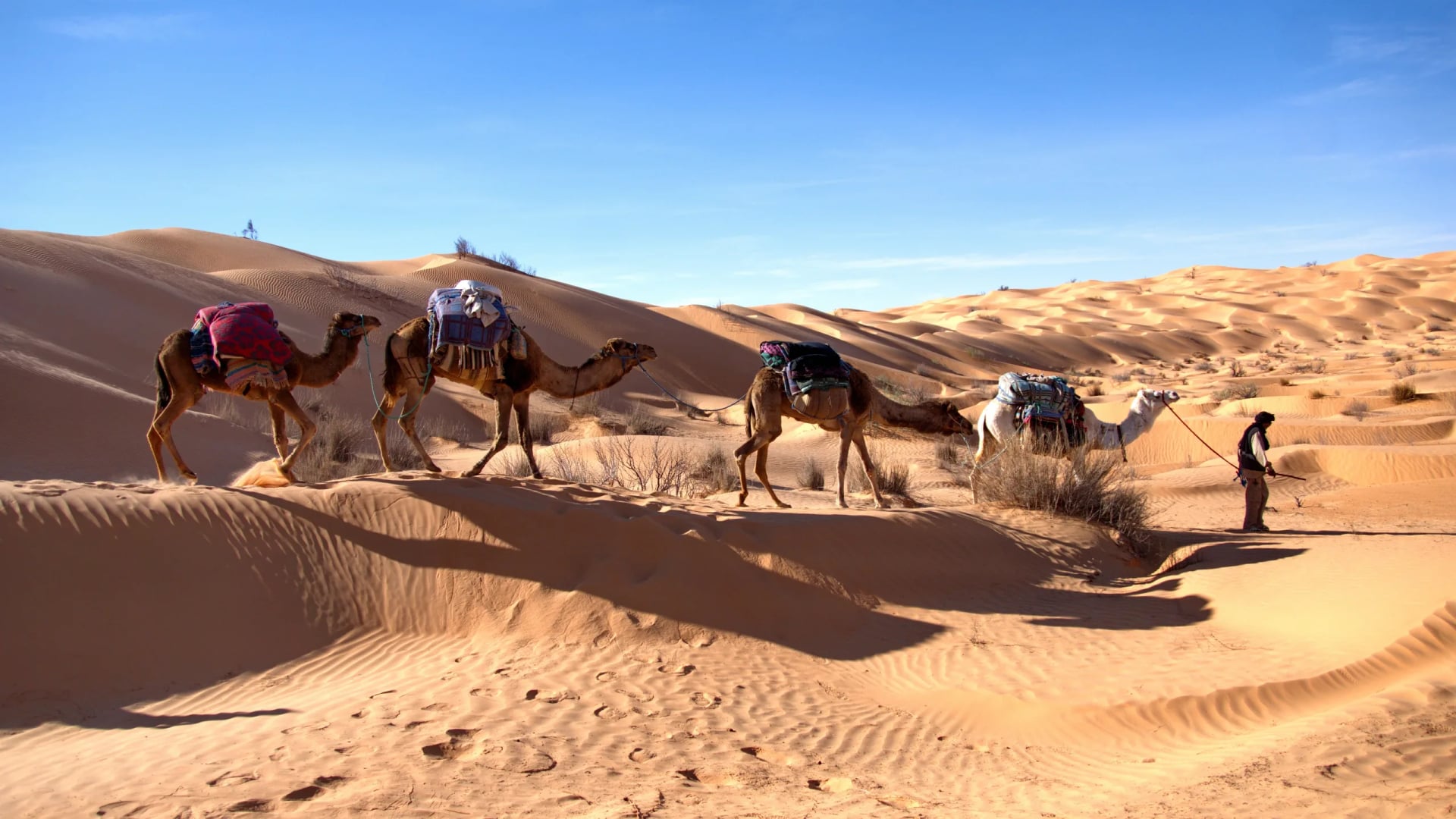 Rondreis Tunesië — Sahara woestijn en cultuur
